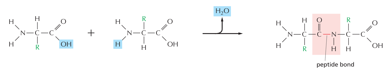 Peptide Bonds
