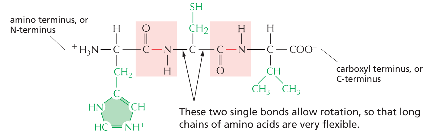 Peptide Bonds