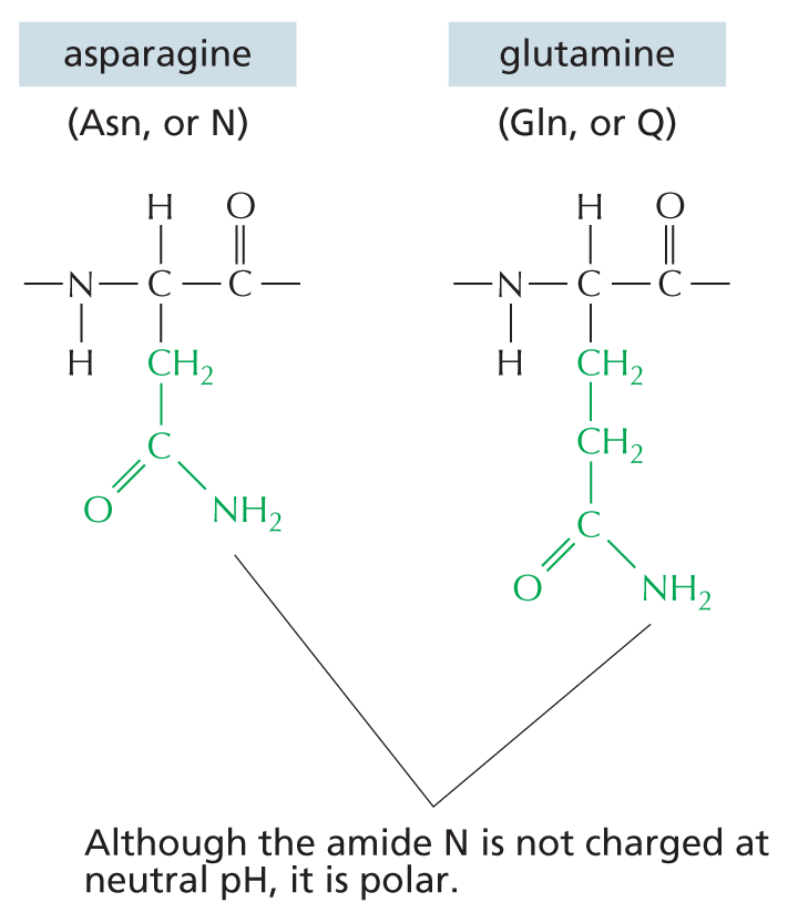 Uncharged Polar Side Chains