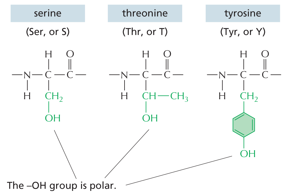 Uncharged Polar Side Chains