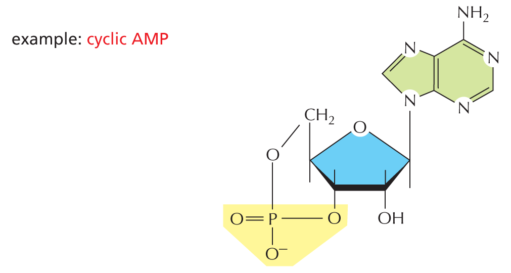 Nucleotides and their derivatives