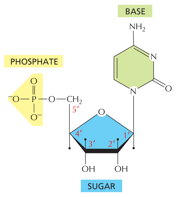 Nucleotides