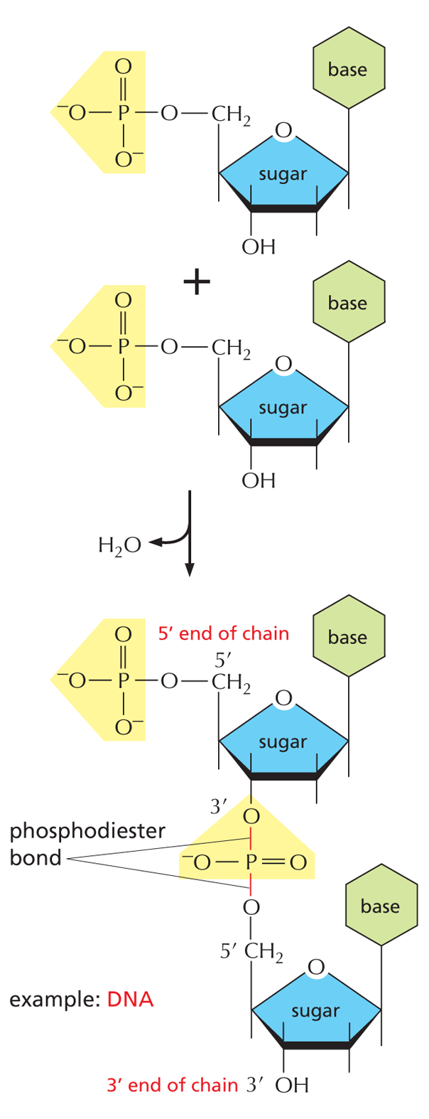Nucleic Acids