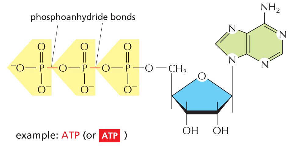 Nucleotides and their derivatives