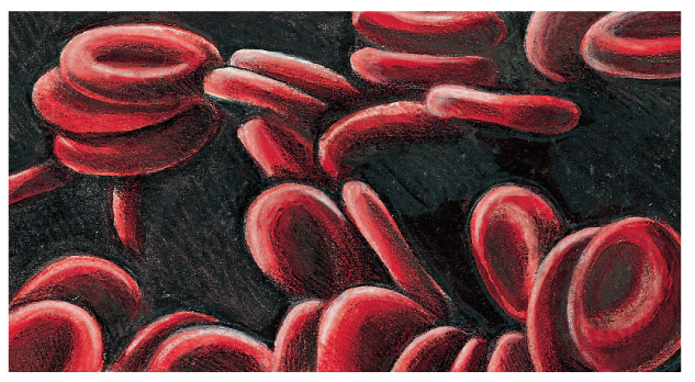 The functions and examples of transport proteins are shown with a micrograph of red blood cells.