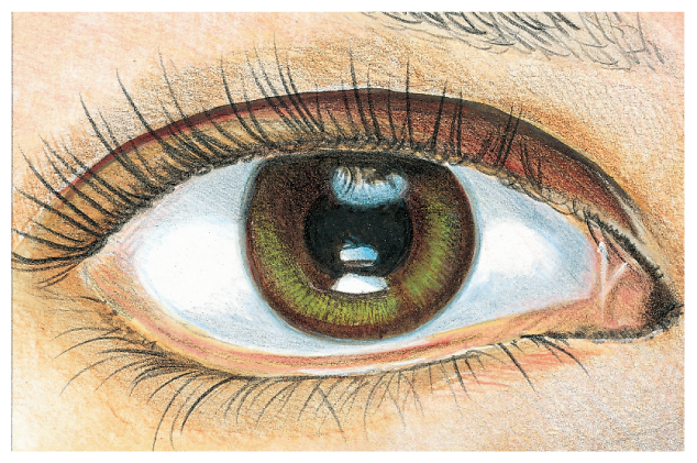 The functions and examples of receptor proteins are shown with a portrait of a human eye.