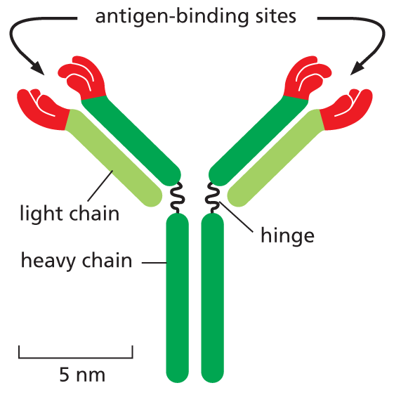 The structure of a Y-shaped antibody molecule is shown.