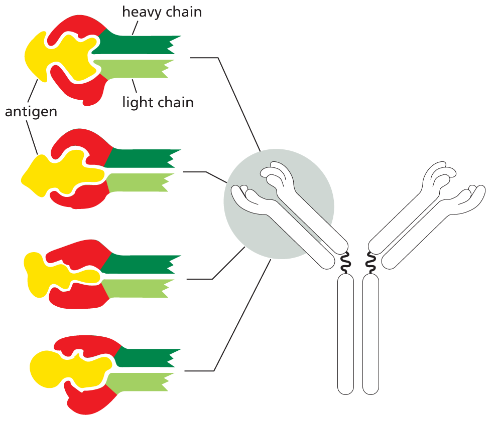An illustration shows four types of antibodies that bind to specific antigens.