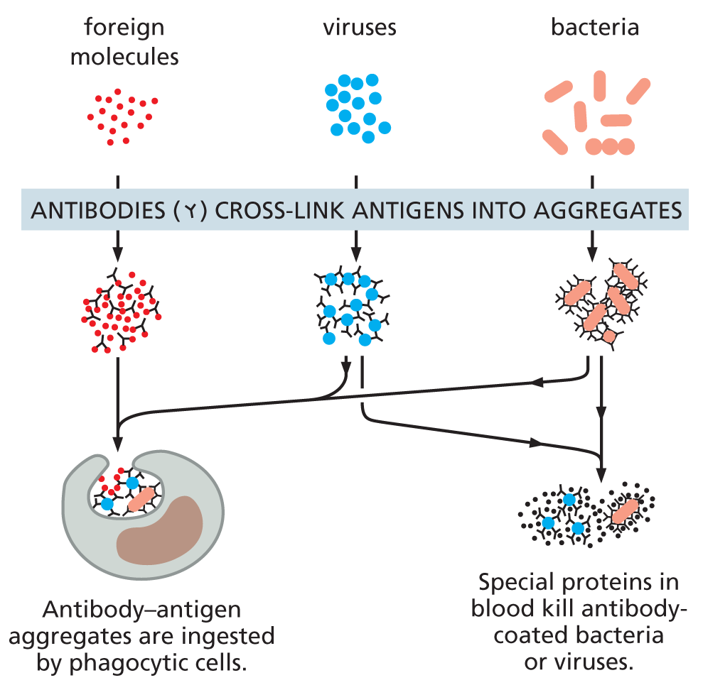 An illustration shows how antibodies defend us against infection and cross link antigens into aggregates.