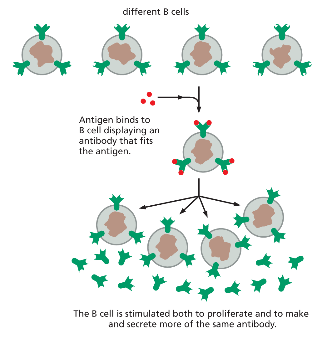 An illustration depicts the production of antibodies from B cells.