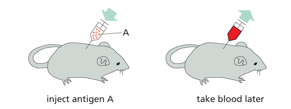 An illustration how antibodies can be raised in animals.