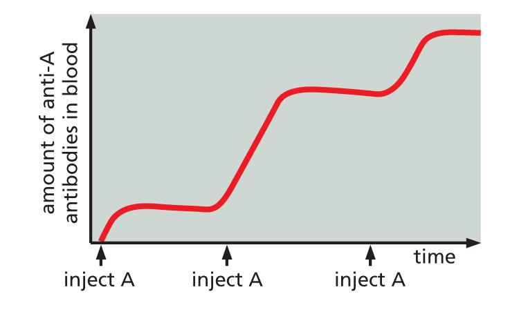 An illustration how antibodies can be raised in animals.