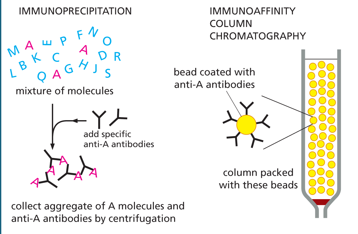 An illustration shows how antibodies can be used to purify molecules.