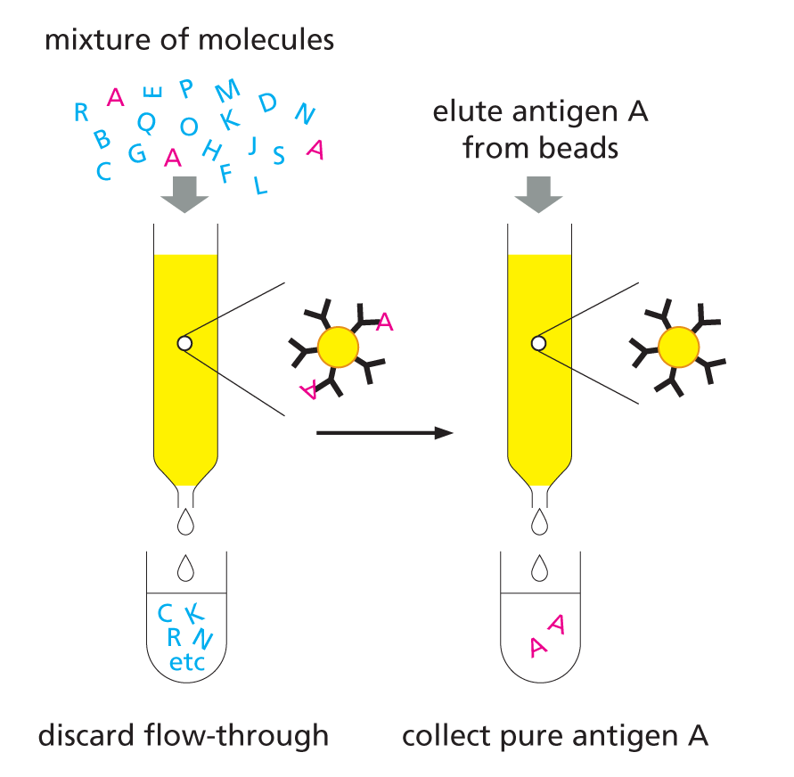 An illustration shows how antibodies can be used to purify molecules.