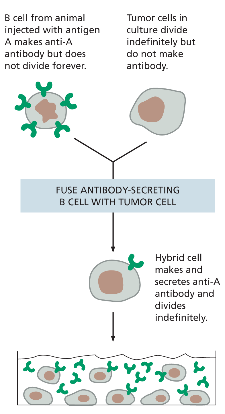 An illustration depicts the generation of monoclonal antibodies from a B cell with anti-A antibodies and a tumor cell.