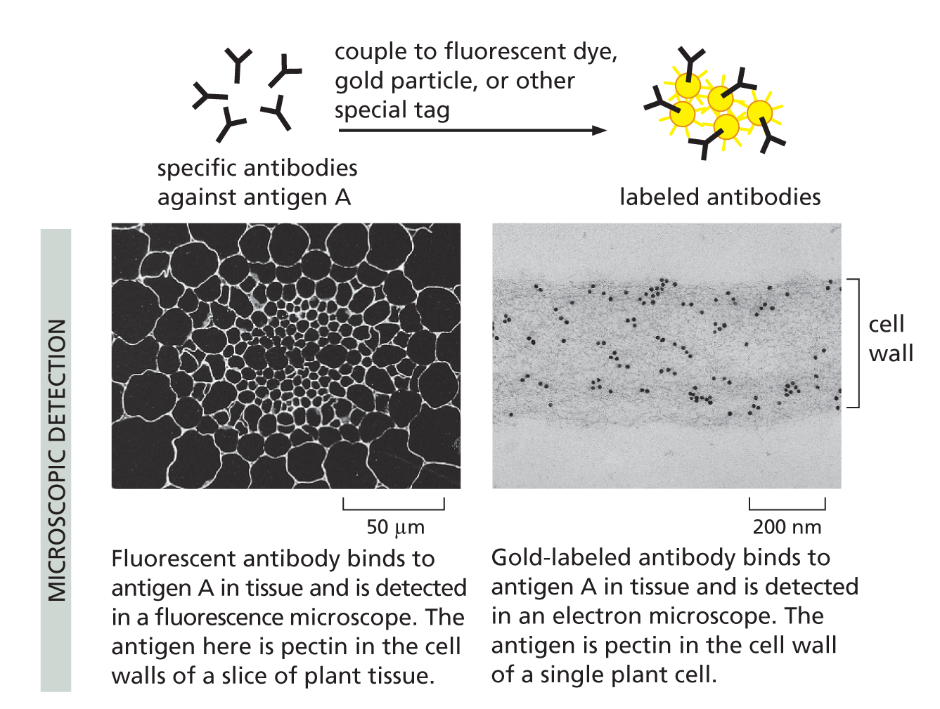 An illustration depicts how antibodies can be used as molecular tags.