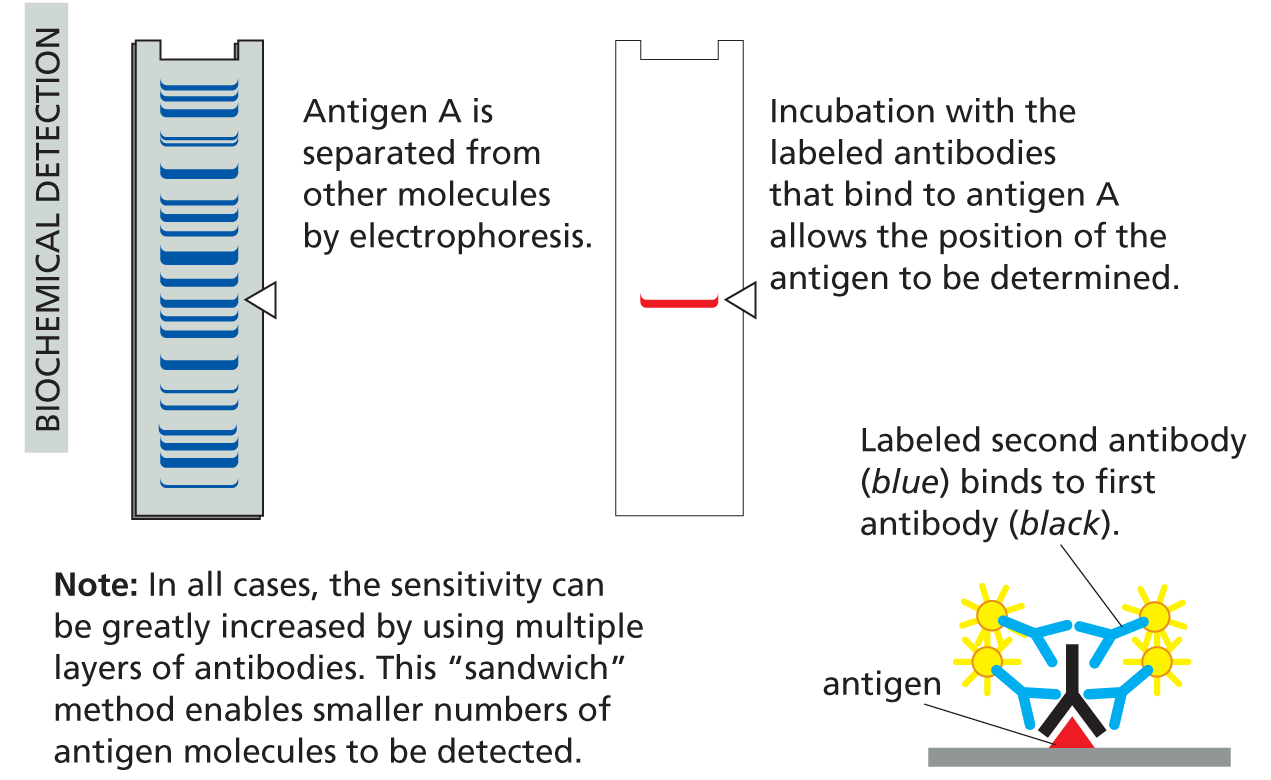 An illustration depicts how antibodies can be used as molecular tags.