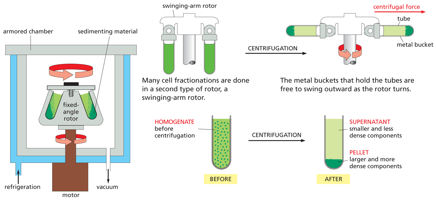 An illustration depicts centrifugation.