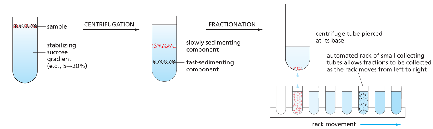 An illustration depicts velocity sedimentation.