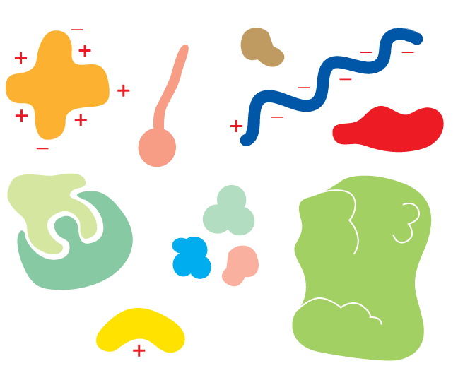 An illustration depicts protein separation.