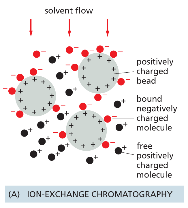 An illustration shows three kinds of chromatography.