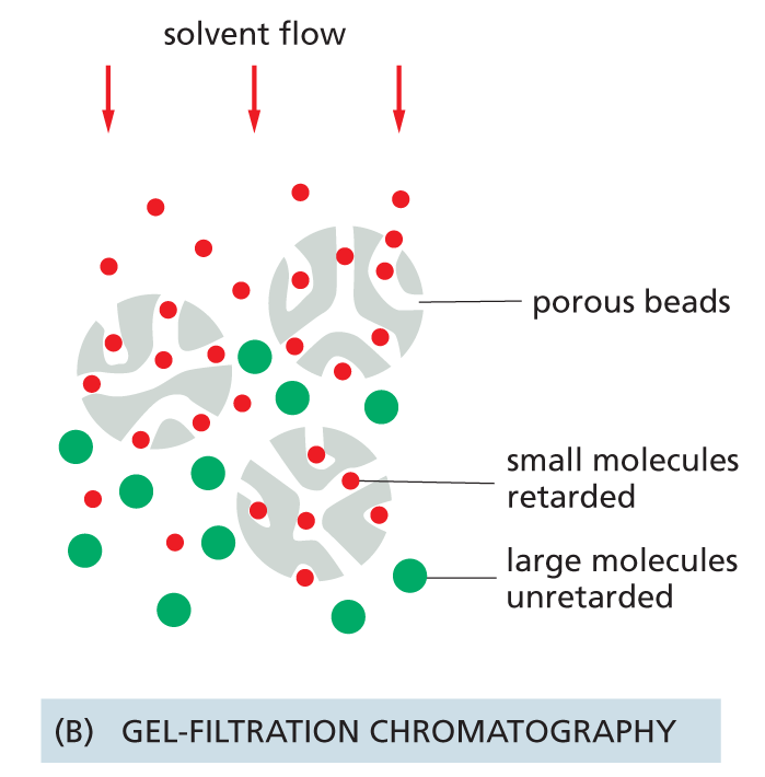 An illustration shows three kinds of chromatography.