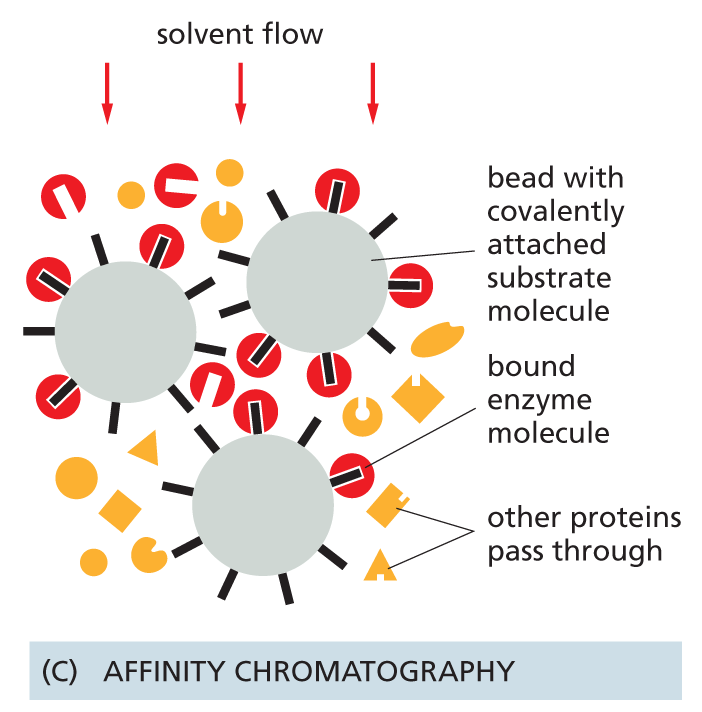 An illustration shows three kinds of chromatography.