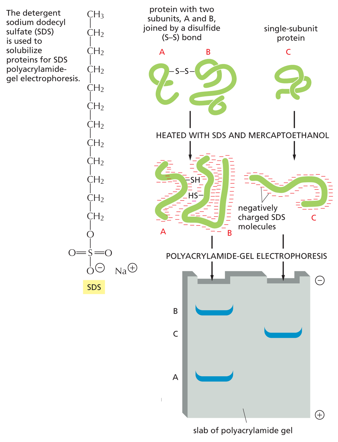An illustration shows gel electrophoresis.