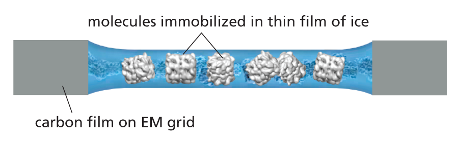 A schematic shows an E M grid coated with a carbon film and an accompanying text explains, cryo-electron microscopy.