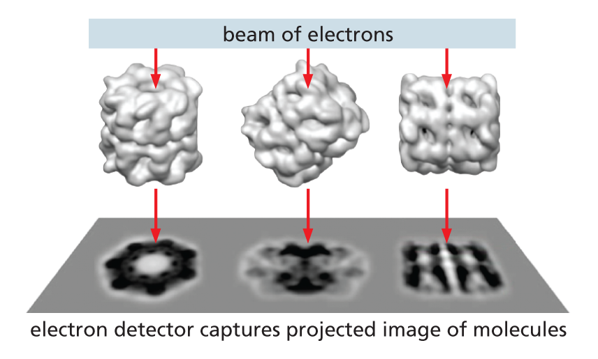 An illustration shows how protein structure can be determined from the image obtained from an electron detector.
