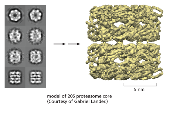 An illustration shows how protein structure can be determined from the image obtained from an electron detector.
