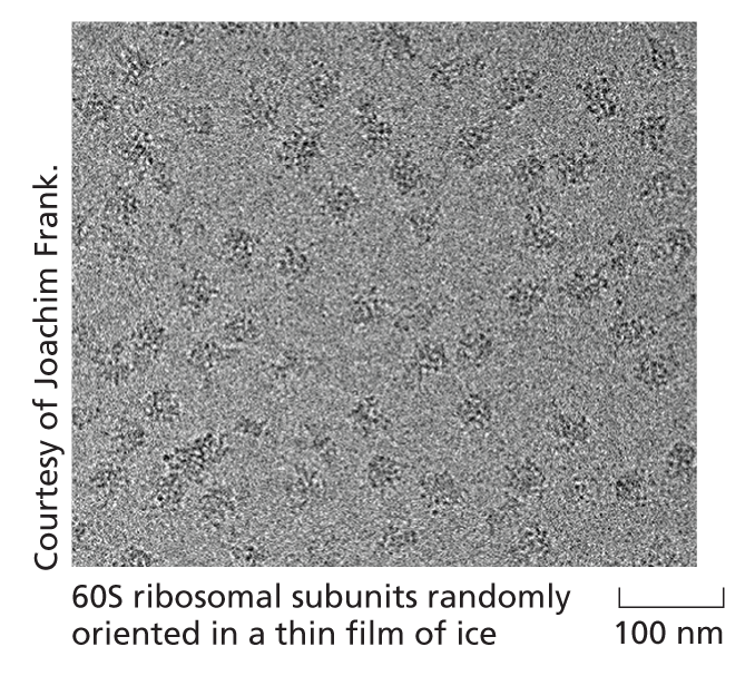 An illustration depicts the cryo-EM structure of the ribosome.