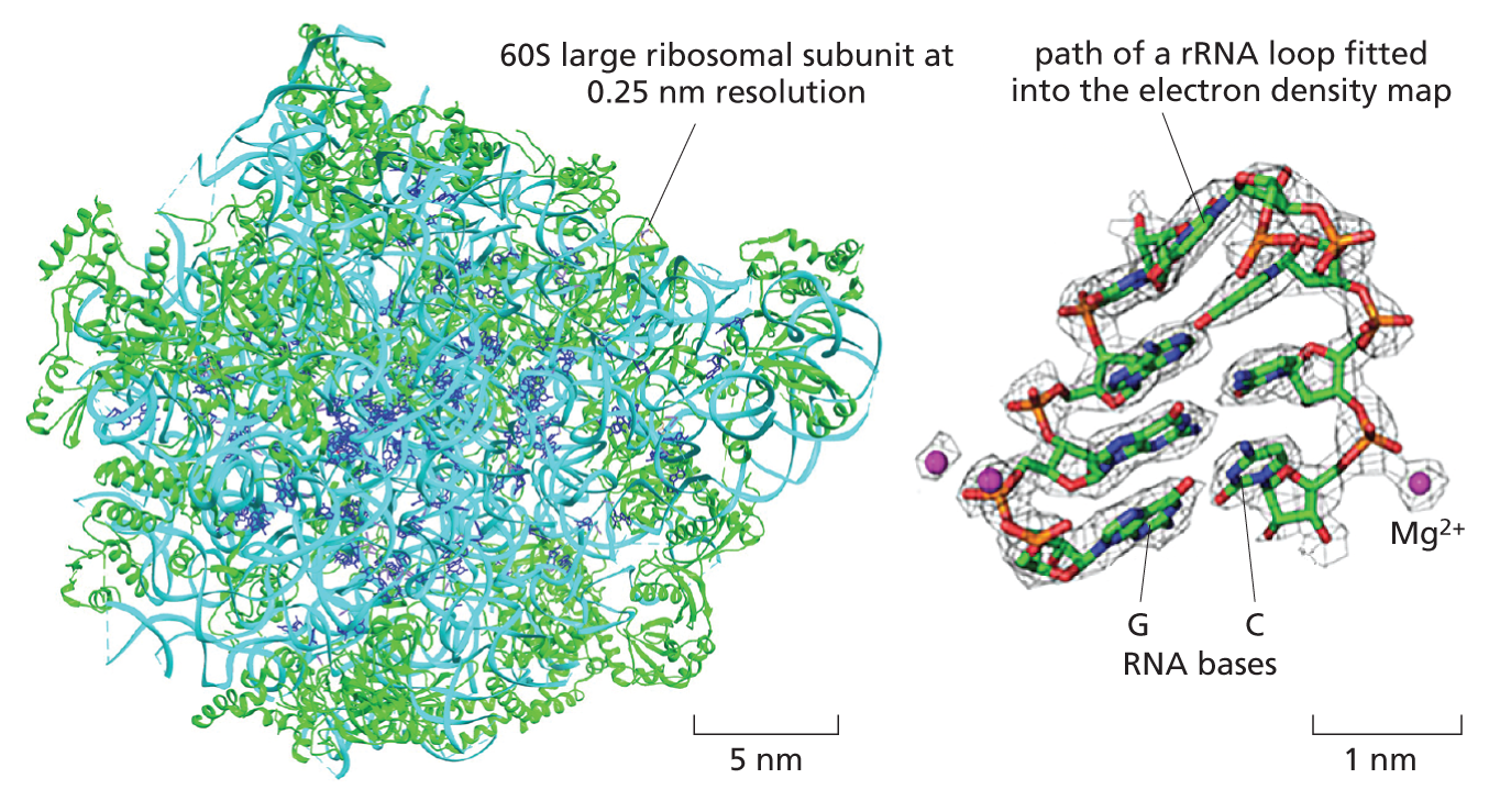 An illustration depicts the cryo-EM structure of the ribosome.