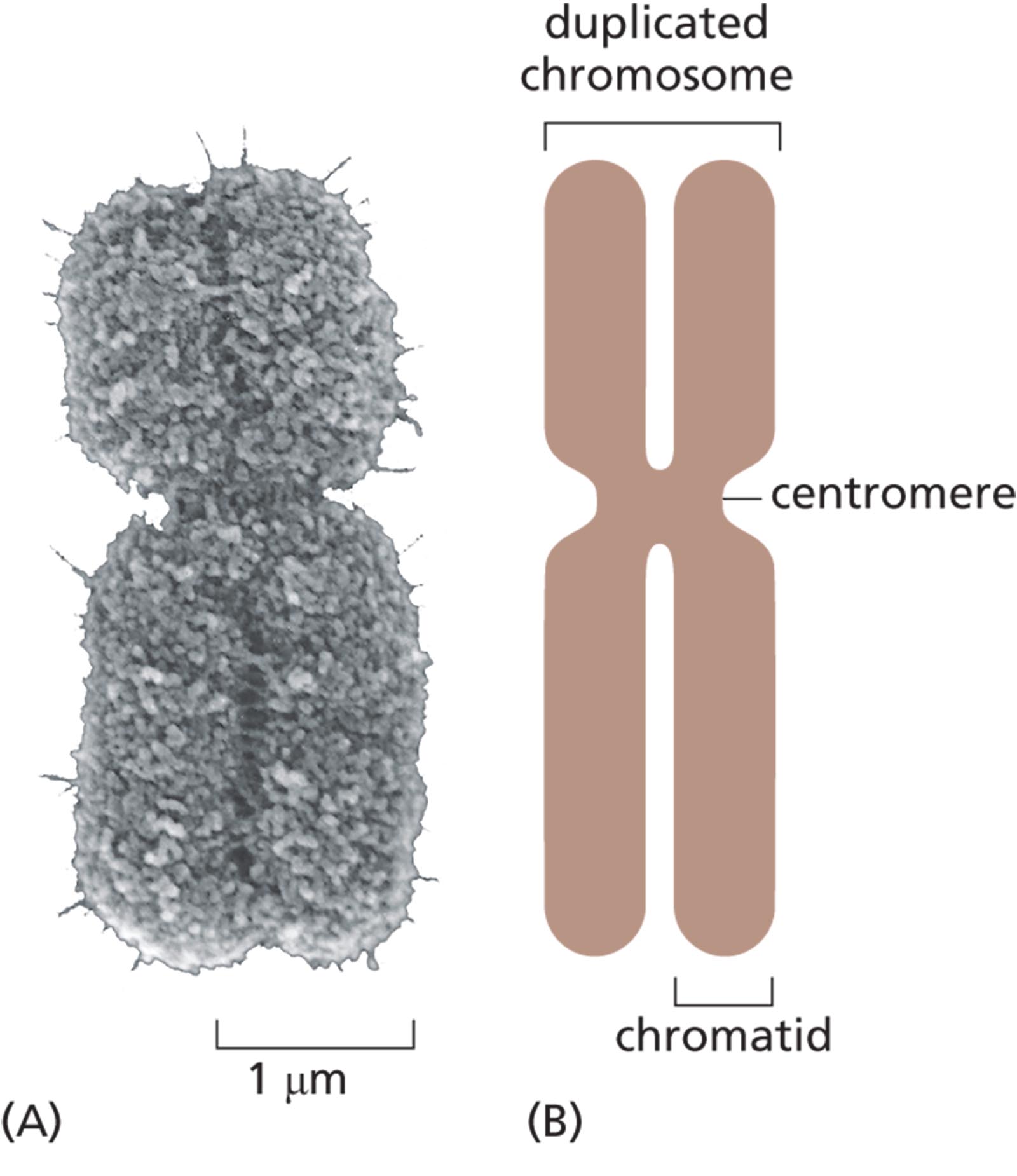 A micrograph shows a duplicated mitotic chromosome. An illustration shows the anatomy of an X shaped duplicated chromosome.