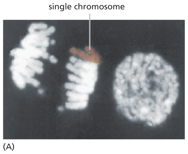 A micrograph depicts chromosomes during cell division.