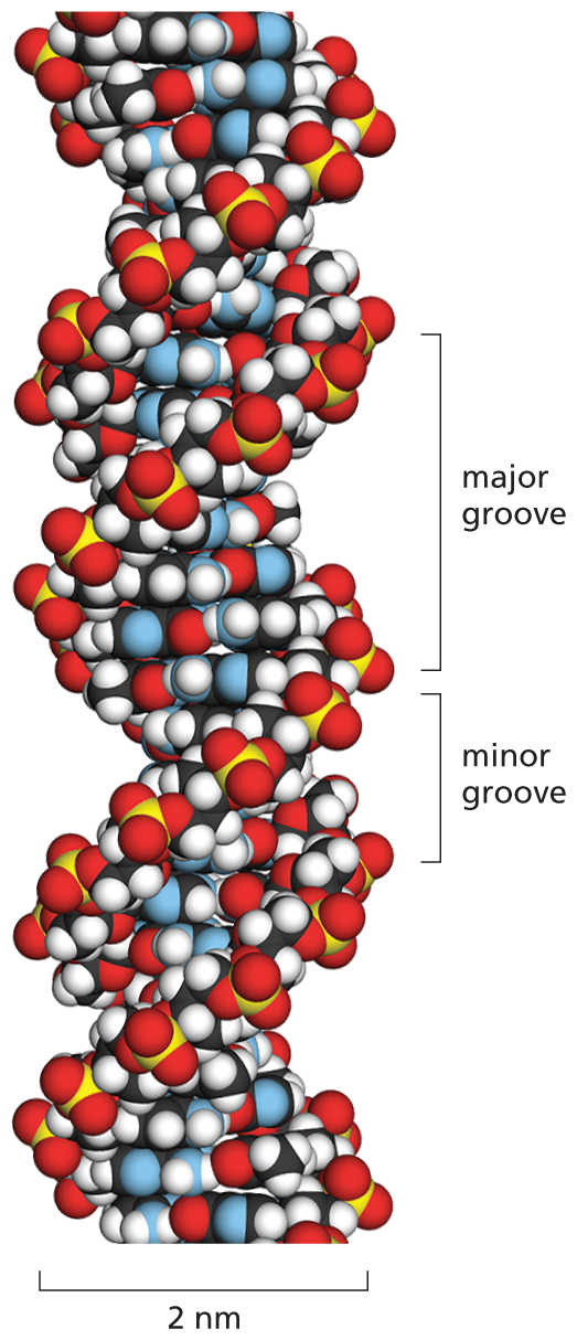 An illustration shows the space-filling model of a D N A double helix.