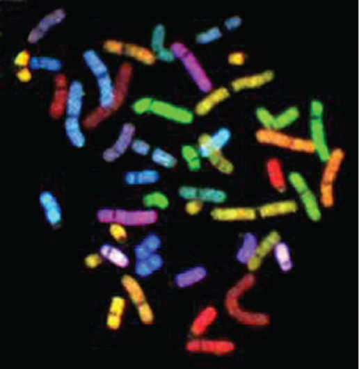 A fluorescent micrograph of scattered chromosomes is shown.