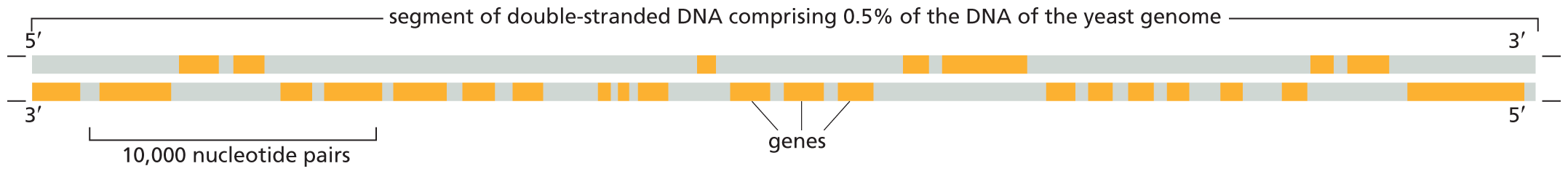 An illustration shows dense gene packing in a yeast chromosome.