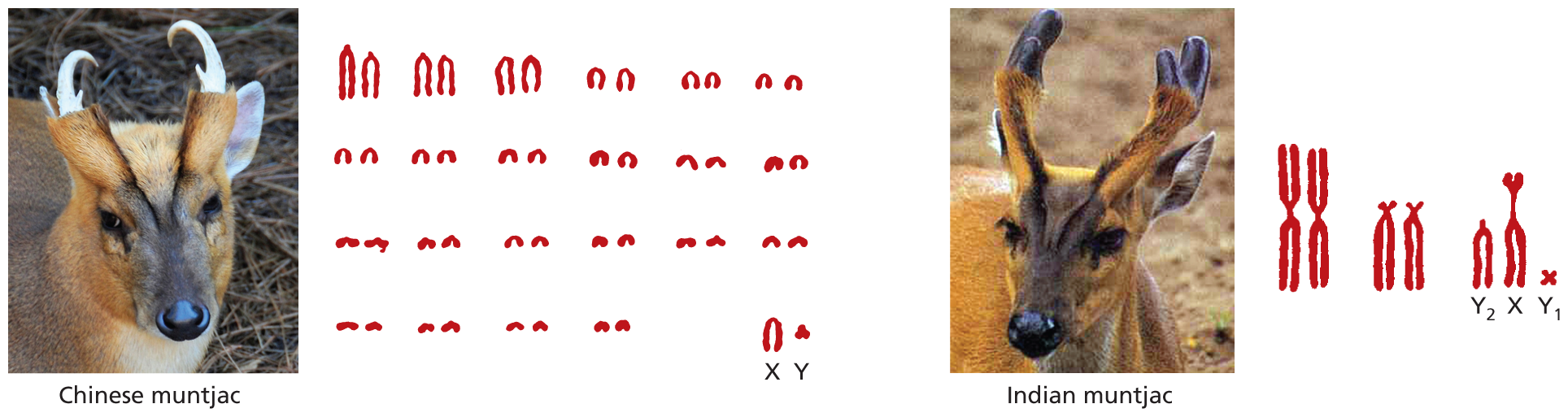 An illustration comparing the chromosomal contents of similar species.