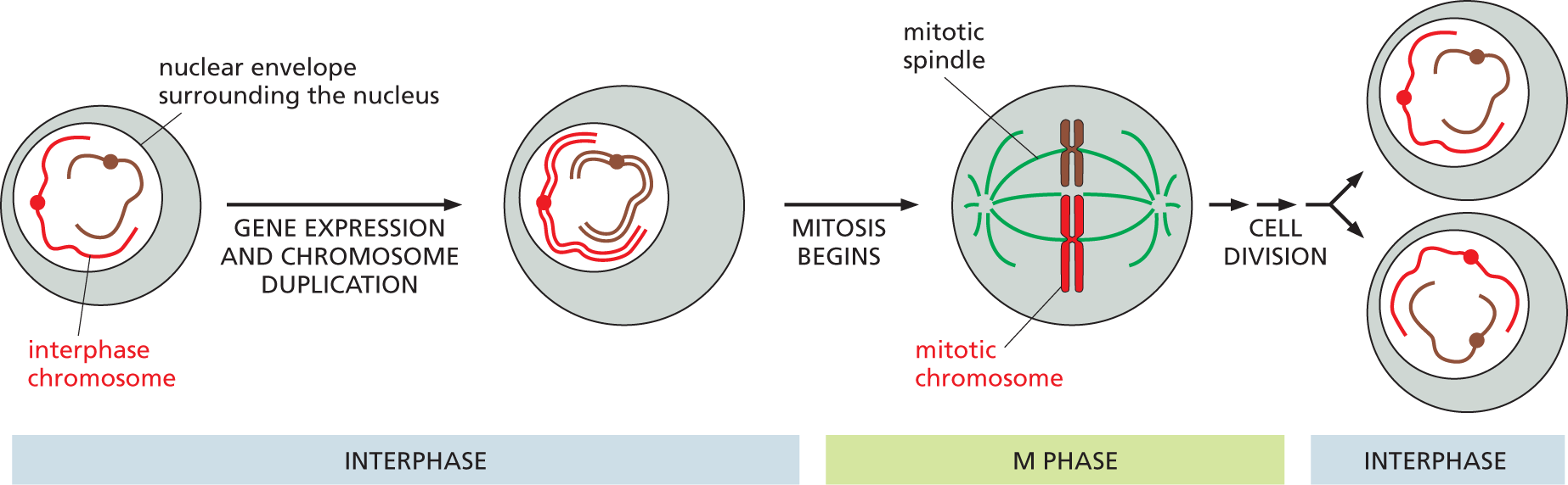 An illustration shows an abbreviated schematic of the cell cycle.