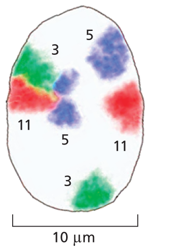 Section B shows a magnified view of the nucleus measuring approximately 10 micrometers in diameter.