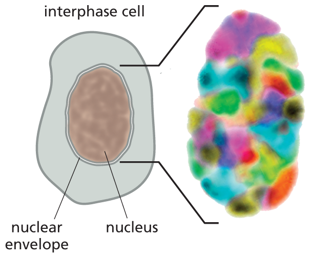 Section A shows an oval shaped nucleus with a nuclear envelope at the center of an interphase cell.