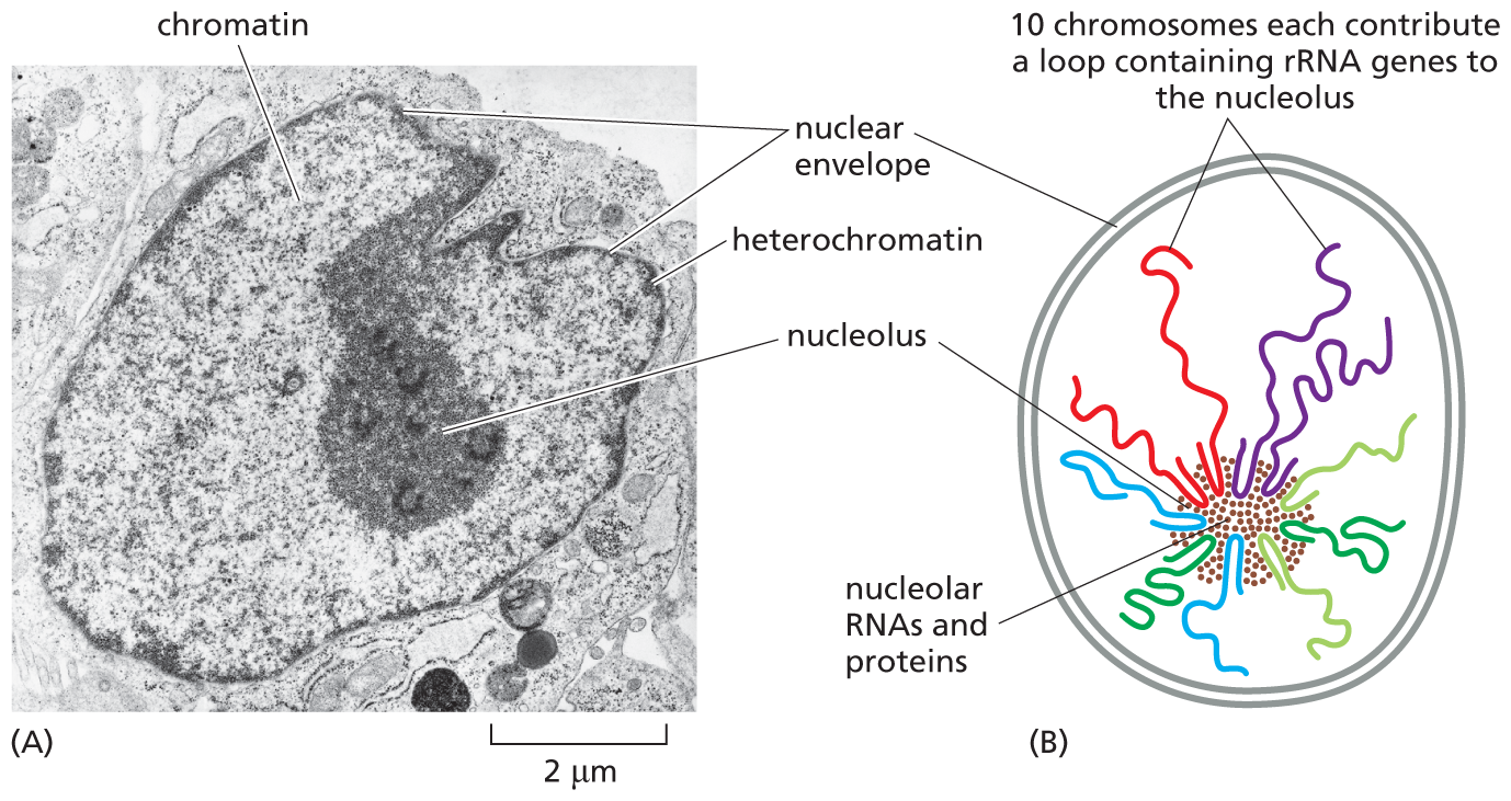 A micrograph and an illustration show the nucleolus during interphase.