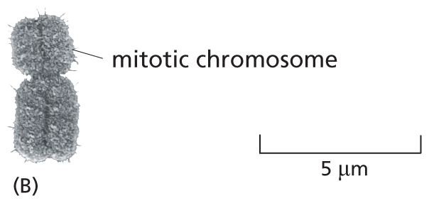 A micrograph shows a mitotic chromosomes.