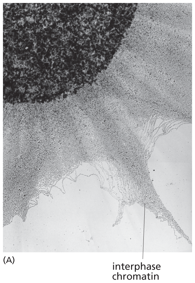 A micrograph shows interphase chromosomes.