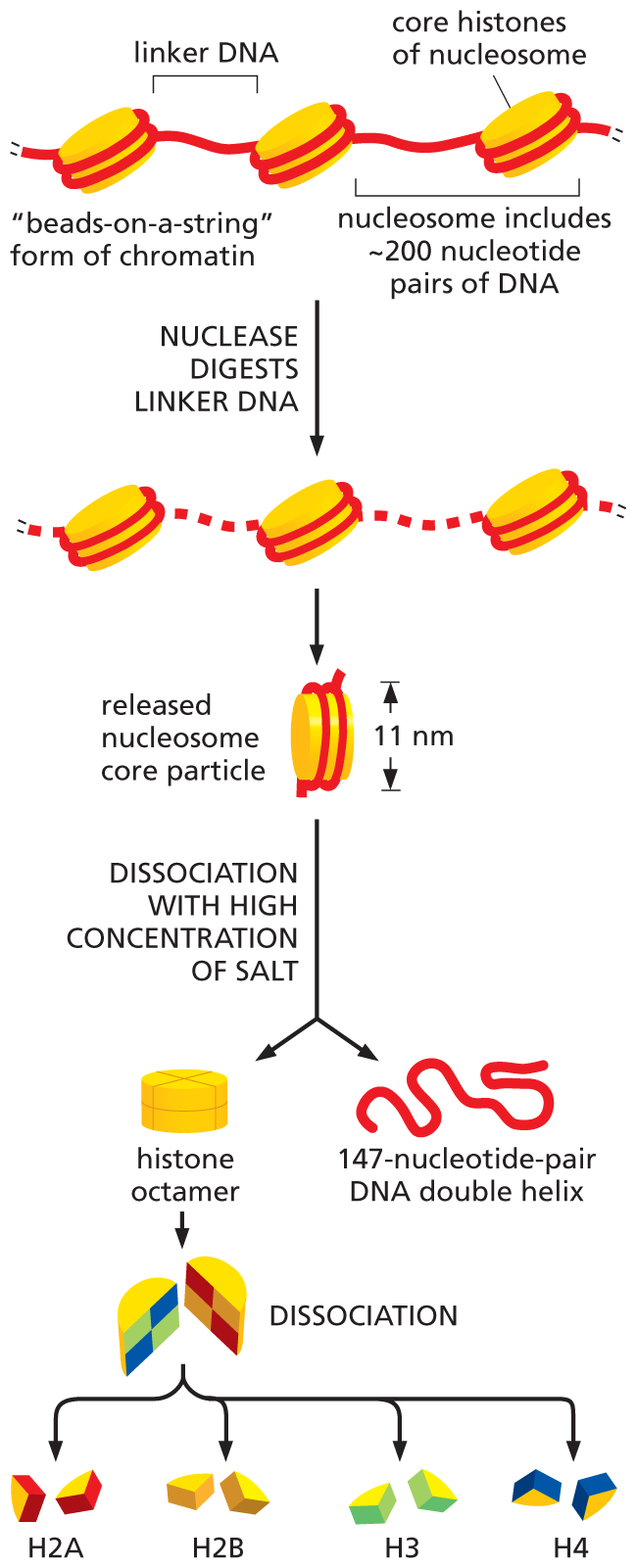 An illustration depicts the dissociation of core histones from linker D N A.