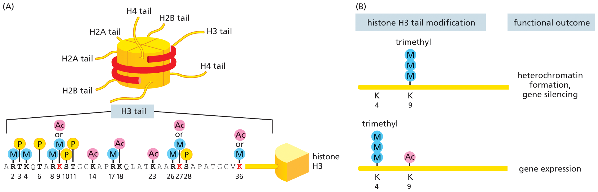 A set of two illustrations show histone tail modifications.