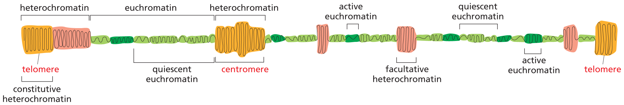 A schematic depicts different chromatin structures and their respective degrees of condensation.