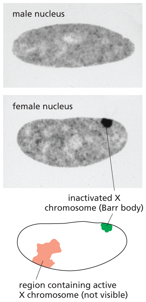 The microscopic view of a male and female nucleus along with an illustrated diagram.