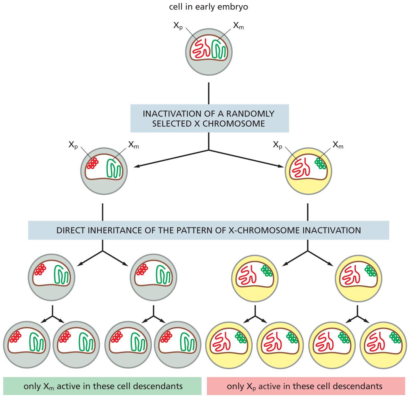 A chart that depicts the formation of active X subscript m and X subscript p cell descendants.